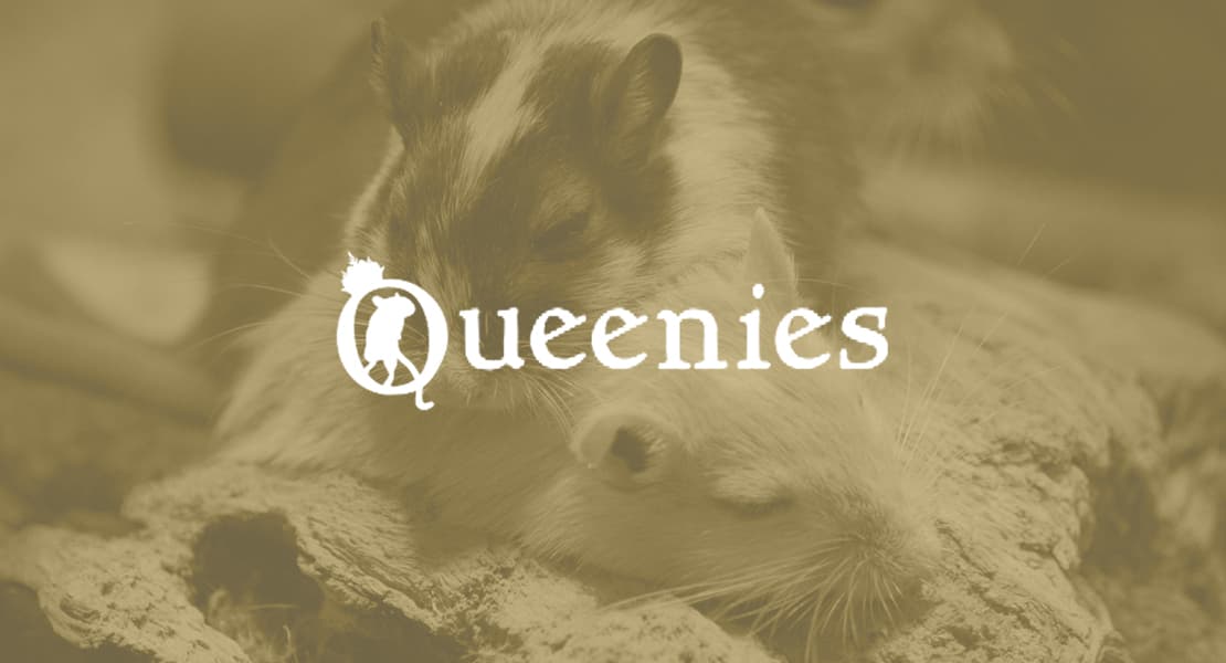 Voorbeeld webshop gerbilshopqueenies.nl